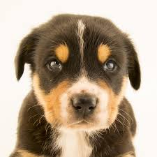 Dog Image